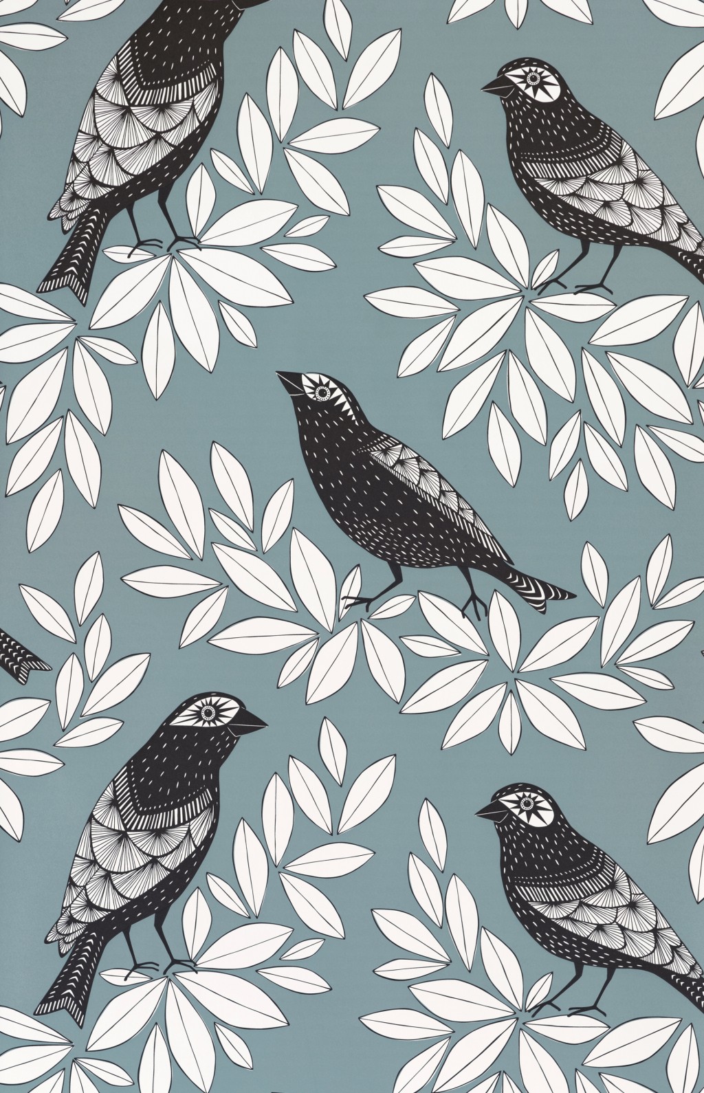 Songbird:Blue Jay