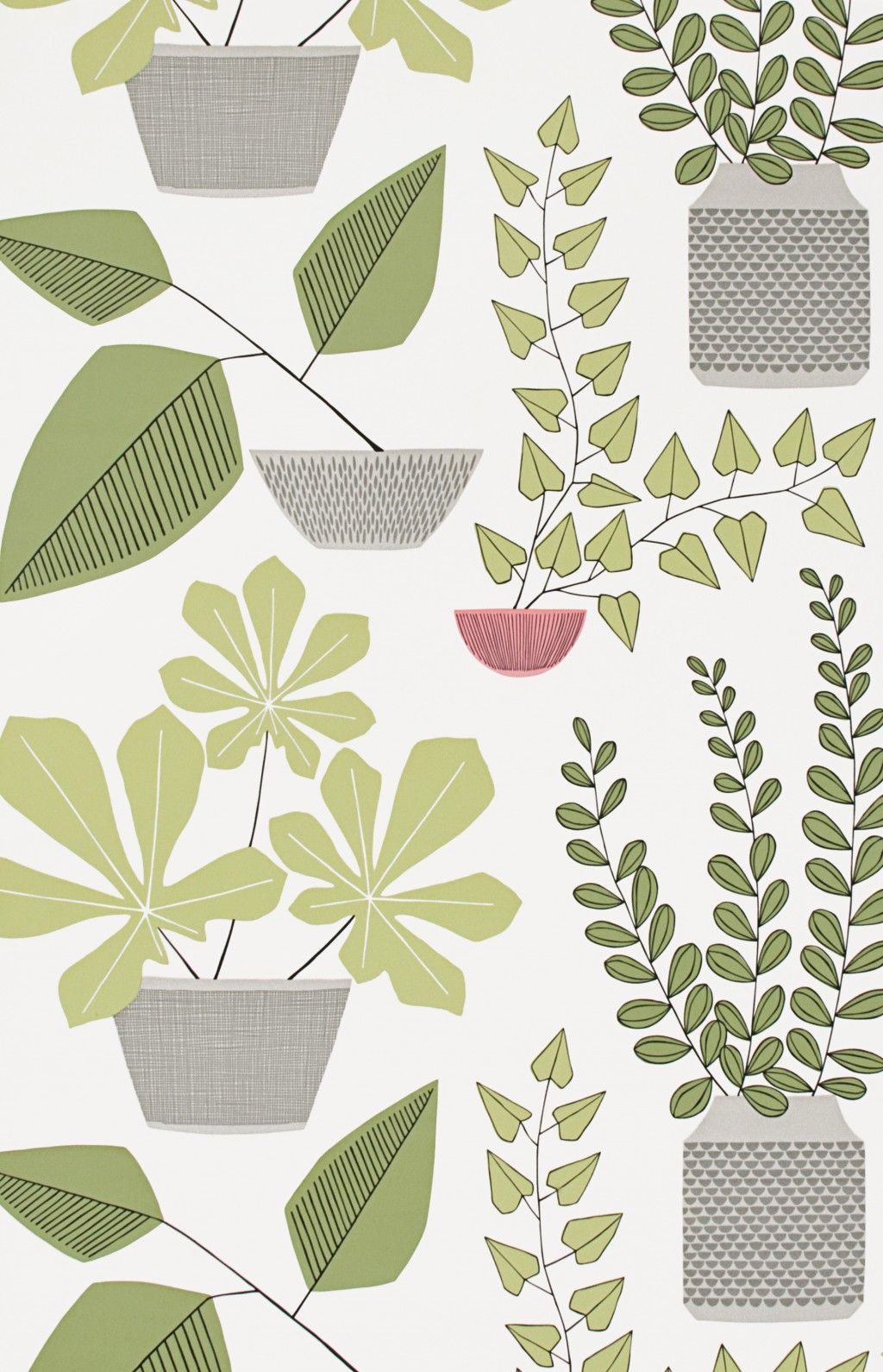 House Plants:Olive
